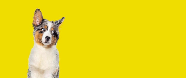 Zabawny Czteromiesięczny szczeniak owczarek australijski Blue merle odwraca wzrok na białym tle na żółtym tle