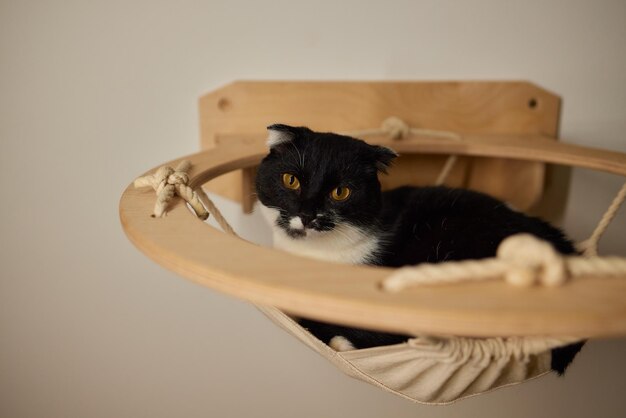 Zdjęcie zabawny domowy kot wspina się na koci słup