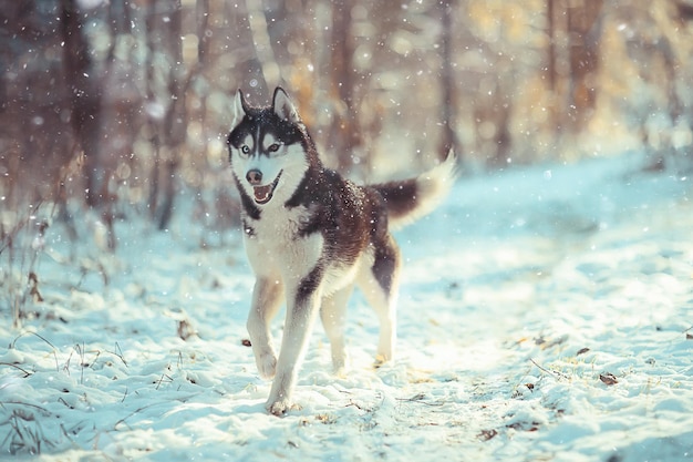 zabawny husky biega przez las zimą, spacer po mroźnym śnieżnym lesie, uroczy husky w zimowym krajobrazie