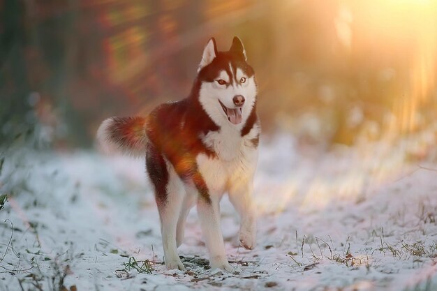 zabawny husky biega przez las zimą, spacer po mroźnym śnieżnym lesie, uroczy husky w zimowym krajobrazie
