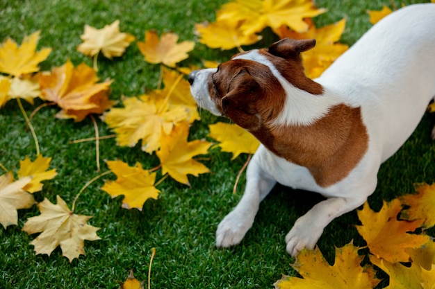 Zabawny jack russell terrier obok liści klonu na zielonej trawie