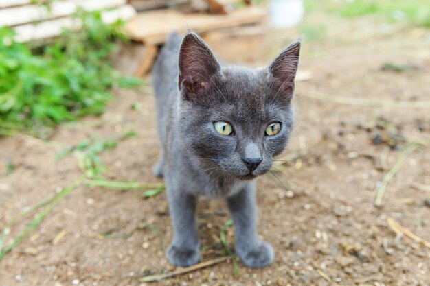 Zabawny kotek krótkowłosy domowy szary. Brytyjski kot chodzi outdoors w ogródzie na letnim dniu. Opieka nad zwierzętami Koncepcja zdrowia i zwierząt Nowy śliczny członek rodziny