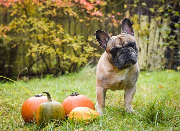 Zabawny, lekki buldog francuski pies i dynia na Halloween