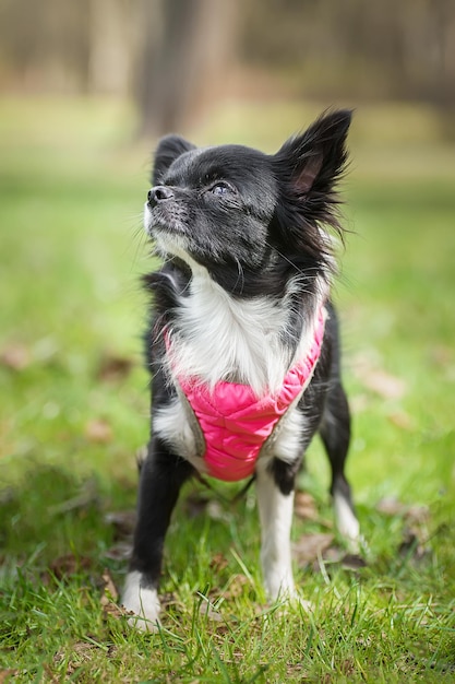 Zdjęcie zabawny mały pies chihuahua gra na trawie