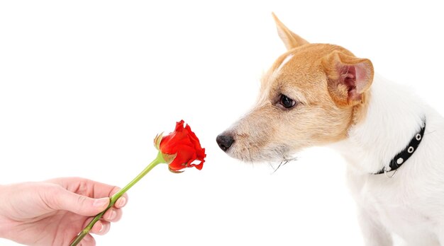 Zabawny mały pies Jack Russell terrier z czerwoną różą, na białym tle