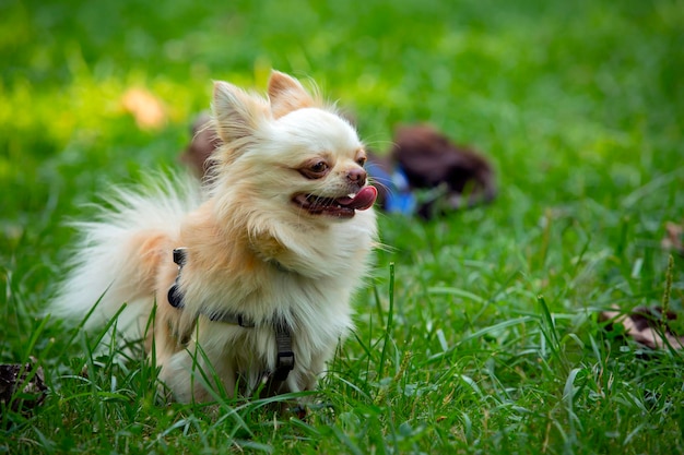 Zabawny mały pies rasy Chihuahua zbliżenie na tle zielonego pola...