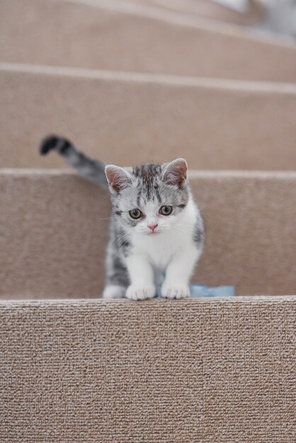 Zabawny mały szary i biały kotek siedzi na miękkich schodach w przytulnym domu
