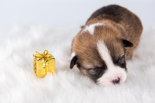 Zabawny mały szczeniak Pembroke Welsh Corgi z prezentem na białym tle na białe dekoracje na Boże Narodzenie lub inną kartę świąteczną