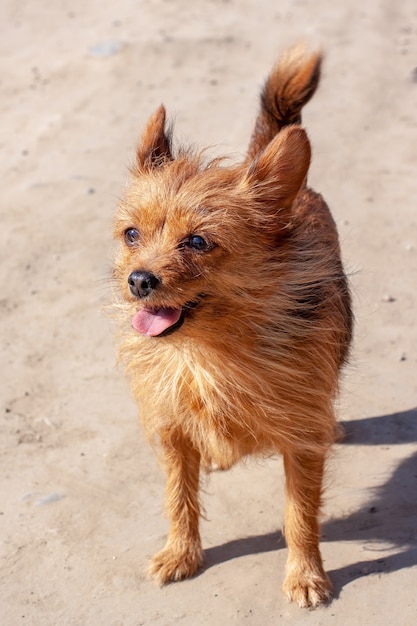 Zabawny mały Yorkshire Terrier stoi z językiem wywieszonym na drodze. Długie brązowe sierść psa. Słoneczny. Pionowy.