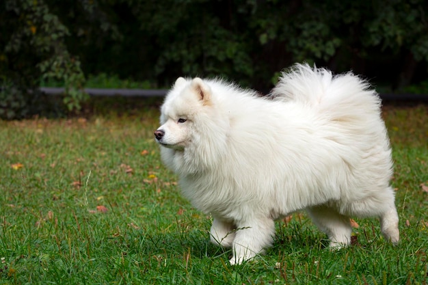 Zabawny młody szczęśliwy uśmiechnięty biały samoyed pies lub Belkier, Sammy na zewnątrz w parku..