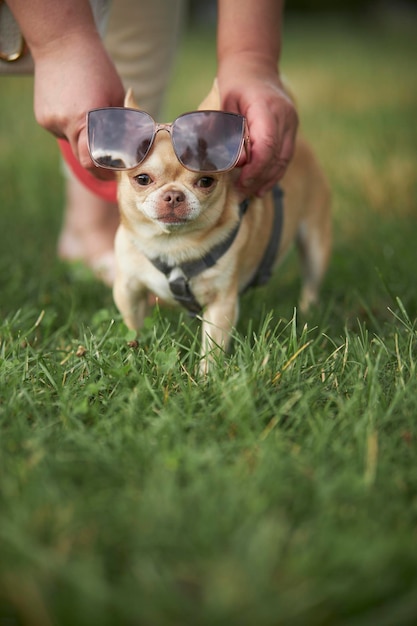 Zabawny pies chihuahua w okularach przeciwsłonecznych. Przechadza się rudowłosy, gładkowłosy pies rasy Chihuahua