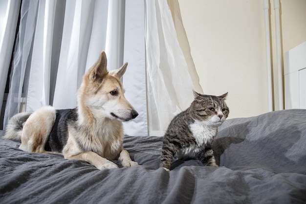 Zabawny pies i kot na łóżku w domu