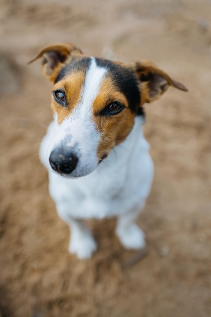 Zabawny pies Jack Russell Terrier siedzi na piaszczystej plaży i prosi o coś Widok z góry