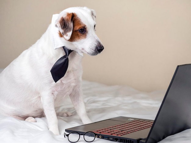 Zabawny pies Jack Russell w krawacie patrzy na laptopa Praca w domu, nauka online