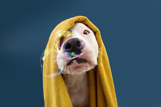 Zabawny pies rasy American Staffordshire gotowy do wzięcia prysznica owinięty żółtym ręcznikiem. Zwierzę na niebieskim tle z bąbelkami Szczenię w sezonie letnim