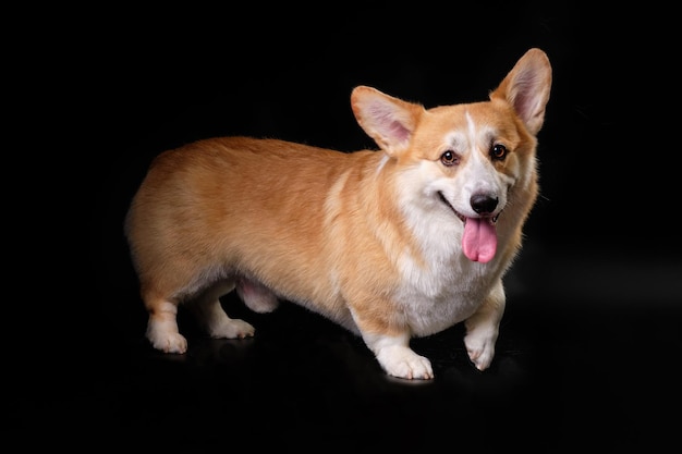 Zabawny pies rasy corgi na czarnym tle po ekspresowym linieniu