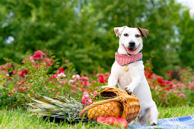 Zabawny Pies Rasy Jack Russell Terrier Trzymający Kosz Owoców Na Pikniku W Parku