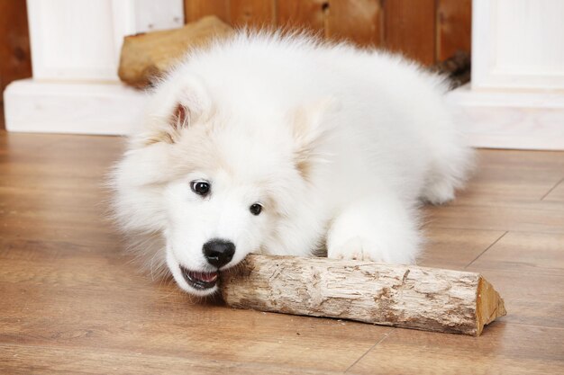 Zdjęcie zabawny pies samoyed z drewnem opałowym na drewnianej podłodze i kominkiem na tle