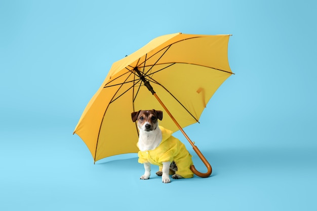 Zabawny pies w płaszczu przeciwdeszczowym iz parasolem na kolor