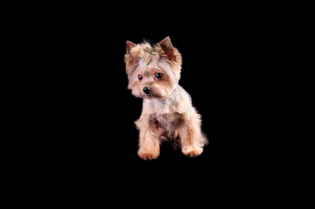 Zabawny pies Yorkshire Terrier stoi na czarnym tle