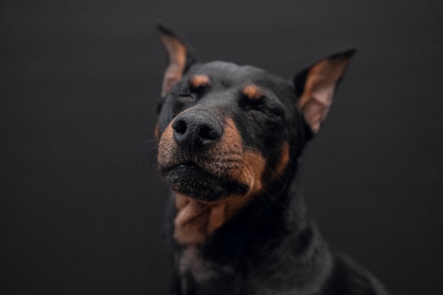 Zdjęcie zabawny pies z zamkniętymi oczami pies rasy doberman na czarnym tle selectiv focus