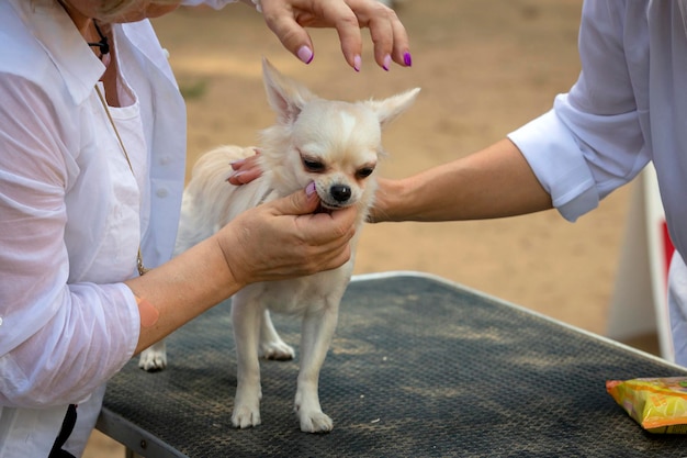 Zabawny Piesek Chihuahua Na Wystawie...