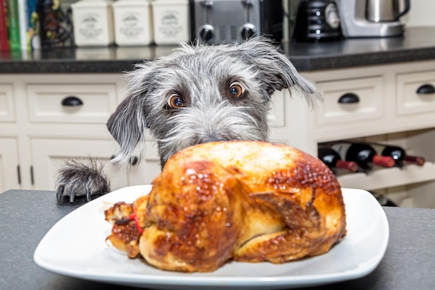 Zdjęcie zabawny podekscytowany pies kradnący jedzenie z lady