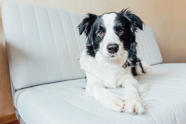 Zabawny Portret Cute Puppy Dog Border Collie Na Kanapie W Pomieszczeniu