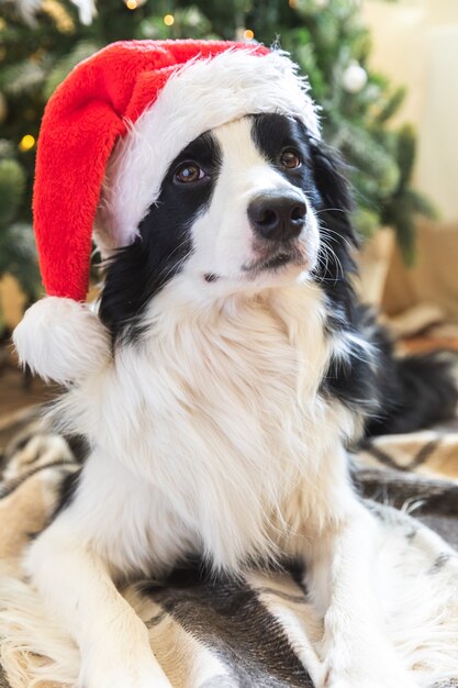 Zabawny portret cute puppy pies rasy border collie na sobie Boże Narodzenie kostium czerwony kapelusz Świętego Mikołaja w pobliżu choinki w domu w pomieszczeniu tło. Przygotowanie do wakacji. Szczęśliwy koncepcja Wesołych Świąt.