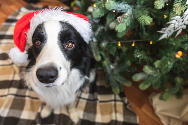 Zabawny portret cute puppy pies rasy border collie sobie Boże Narodzenie kostium czerwony kapelusz Świętego Mikołaja w pobliżu choinki w domu w pomieszczeniu tło. Przygotowanie do wakacji. Szczęśliwy koncepcja Wesołych Świąt.