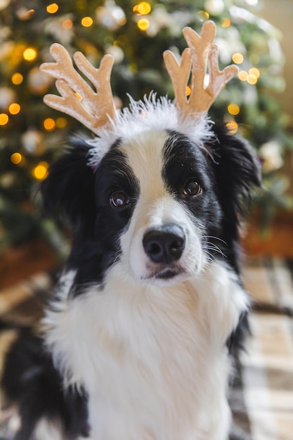 Zabawny Portret Cute Puppy Pies Rasy Border Collie Ubrany W świąteczny Kostium Kapelusz Rogów Jelenia W Pobliżu Choinki W Domu W Pomieszczeniu Tło Przygotowanie Do Wakacji Happy Merry Christmas Concept