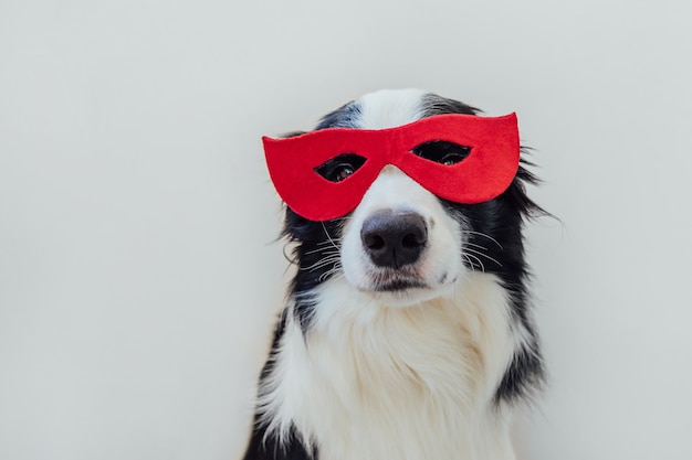 Zabawny portret ładny pies rasy border collie w kostium superbohatera na białym tle. Szczeniak nosi czerwoną maskę superbohatera w karnawale lub halloween. Sprawiedliwość pomaga koncepcja siły.