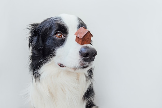 Zabawny portret ładny szczeniak pies rasy border collie, trzymając miniaturowy dom modelu zabawki na nosie, na białym tle