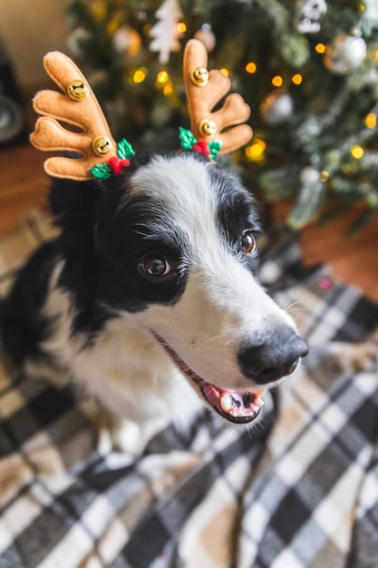 Zabawny Portret ładny Szczeniak Psa Rasy Border Collie Na Sobie Kapelusz Boże Narodzenie Kostium Rogi Jelenia W Pobliżu Choinki W Domu W Pomieszczeniu Tło. Przygotowanie Do Wakacji. Szczęśliwy Koncepcja Wesołych świąt.