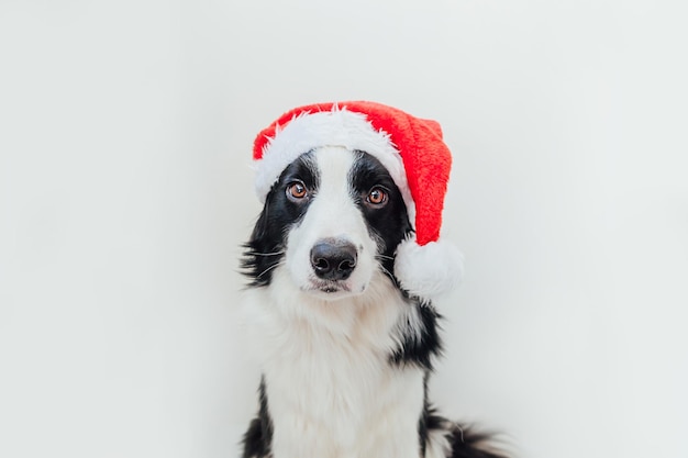 Zabawny portret ładny uśmiechający się szczeniak rasy border collie na sobie świąteczny kostium czerwony kapelusz Świętego Mikołaja na białym tle Przygotowanie do wakacji Happy Merry Christmas concept