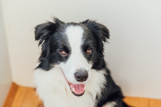 Zabawny Portret ładny Uśmiechnięty Szczeniak Border Collie Kryty