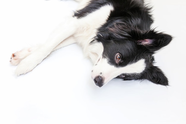 Zabawny Portret ładny Uśmiechnięty Szczeniak Border Collie Na Białym Tle. Nowy Uroczy Członek Rodziny, Mały Piesek, Który Patrzy I Czeka Na Nagrodę. Koncepcja życia Zwierząt śmieszne Zwierzęta.