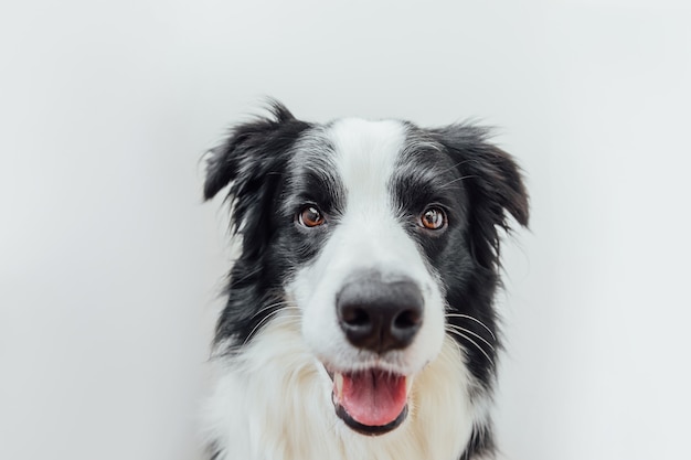 Zabawny portret ładny uśmiechnięty szczeniak border collie na białym tle.