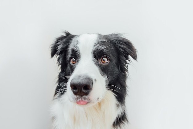 Zabawny portret ładny uśmiechnięty szczeniak border collie na białym tle