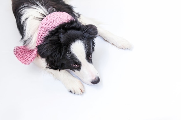 Zabawny Portret ładny Uśmiechnięty Szczeniak Border Collie W Ciepłym Ubraniu Szalik Na Szyi