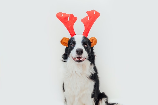 Zabawny portret ładny uśmiechnięty szczeniak rasy border collie na sobie świąteczny strój