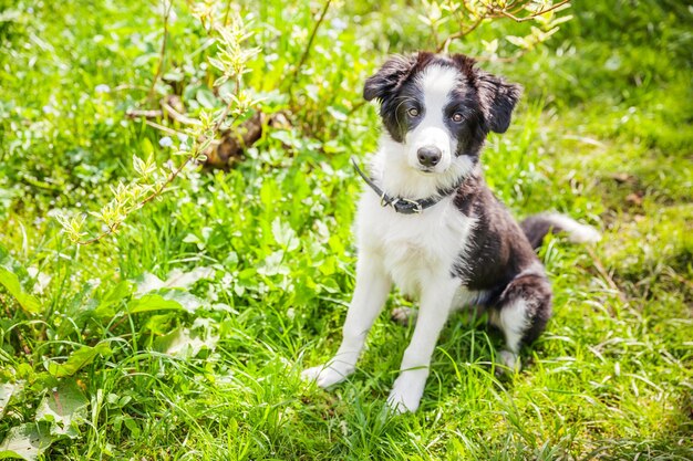 Zabawny portret plenerowy cute puppy border collie siedzi na tle trawy nowy piękny członek