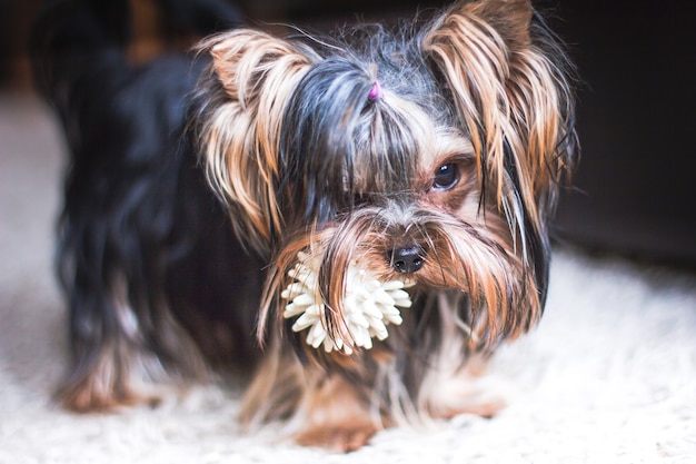 Zabawny Portret Psa Rasy Yorkshire Terrier