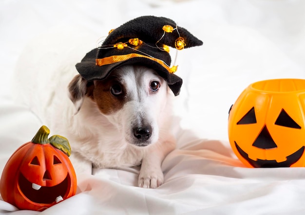 Zabawny portret psa w śmiesznym kapeluszu Święto Halloween