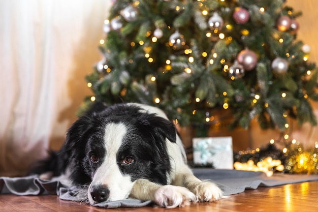 Zabawny portret ślicznego szczeniaka rasy border collie z pudełkiem prezentowym i nieostrymi lampkami wianek leżącej w pobliżu choinki w domu w domu Przygotowanie do wakacji Happy Merry Christmas time concept