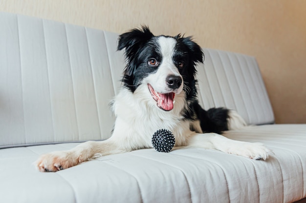 zabawny portret ślicznego uśmiechniętego szczeniaka rasy border collie bawiącego się zabawkową piłką na kanapie w pomieszczeniu