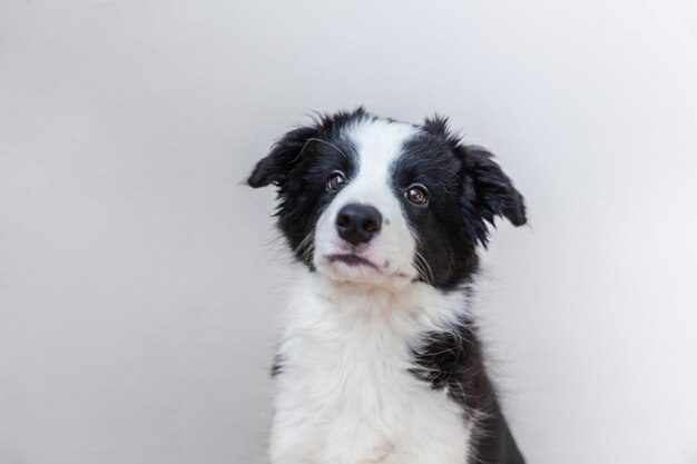 Zabawny portret studyjny cute smilling szczeniaka rasy border collie na białym tle