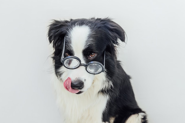 Zabawny portret szczeniaka psa rasy border collie w komiczne okulary na białym tle.