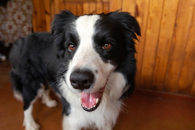 Zabawny portret szczeniaka psa rasy border collie w pomieszczeniu Śliczny pies odpoczywa bawiąc się w domu Koncepcja życia zwierząt domowych