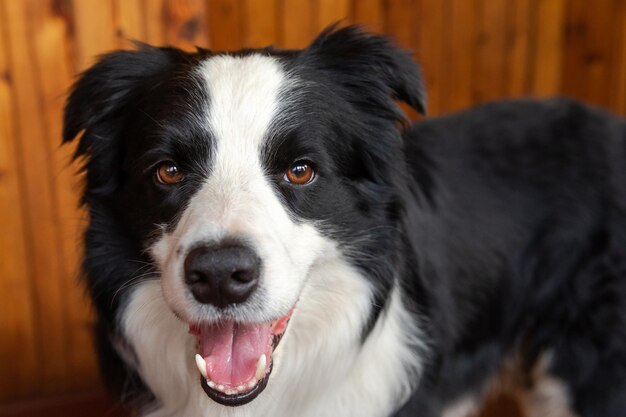 Zabawny Portret Szczeniaka Psa Rasy Border Collie W Pomieszczeniu śliczny Pies Odpoczywa Bawiąc Się W Domu Koncepcja życia Zwierząt Domowych